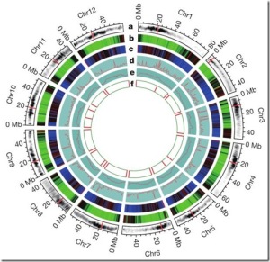 genoma de la ppa